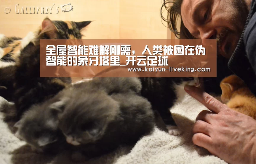 开云篮球
