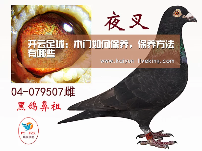 开云足球