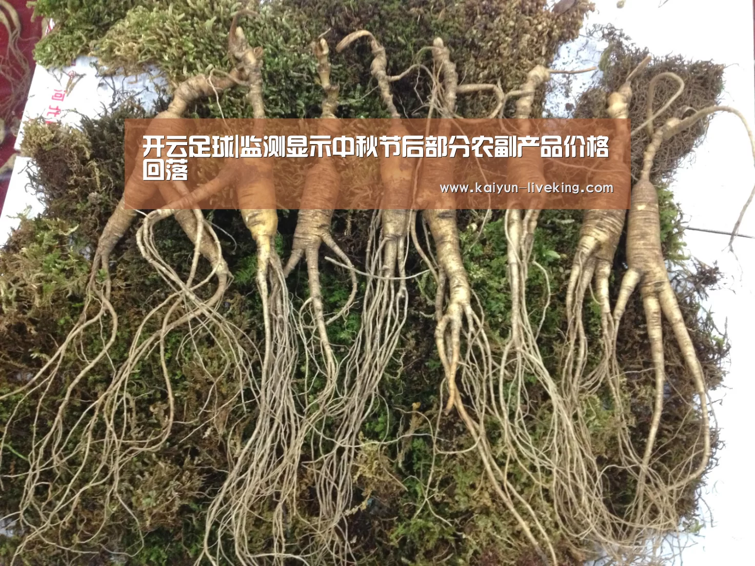 开云篮球